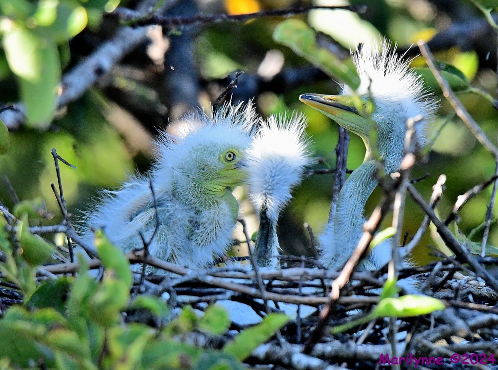 DSC_2506_001.JPG