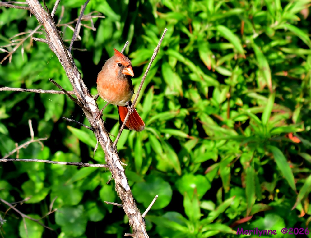 DSC_2507_001.JPG