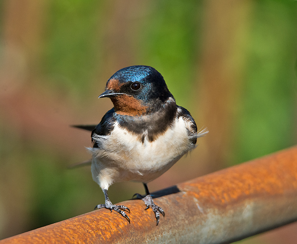 DSC_2508.jpg