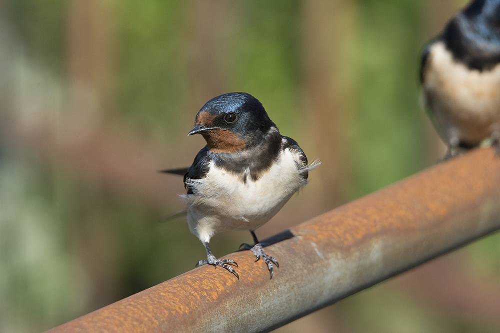 DSC_2508150600550.jpg