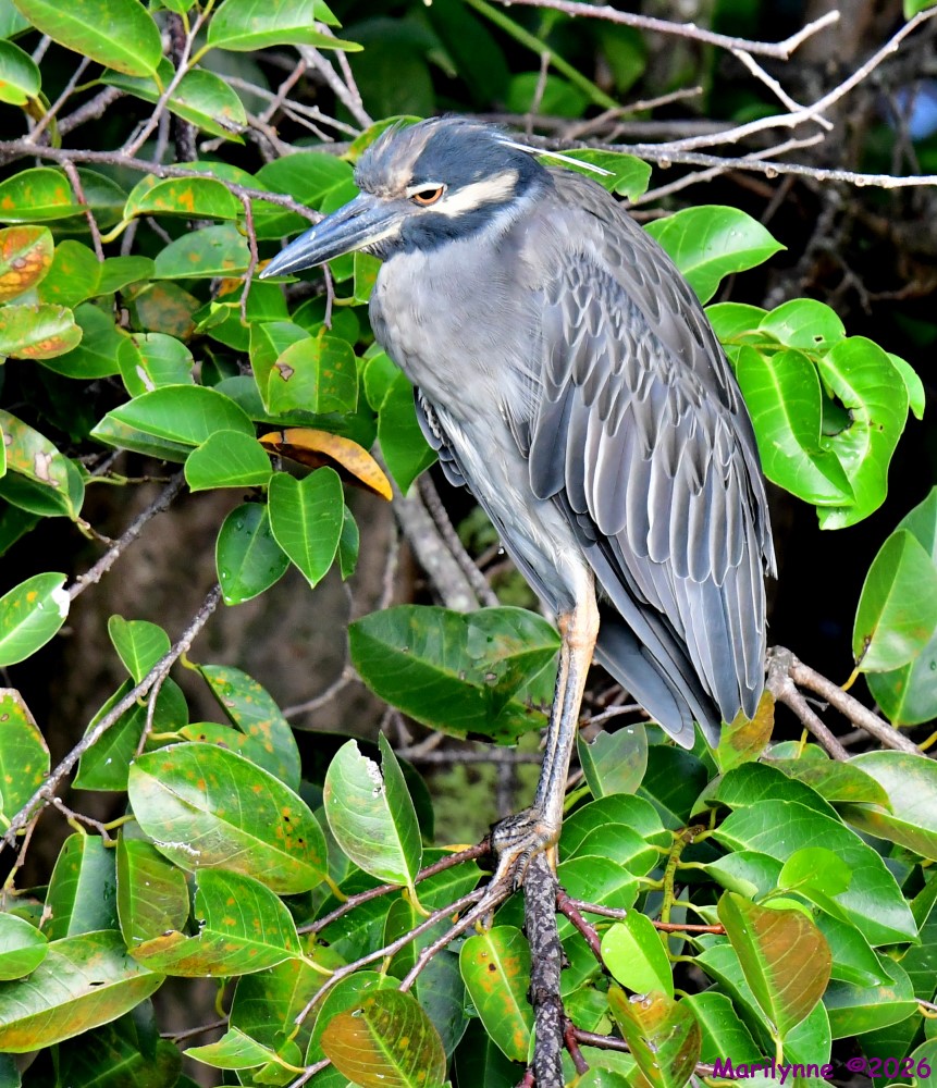 DSC_2508_001.JPG