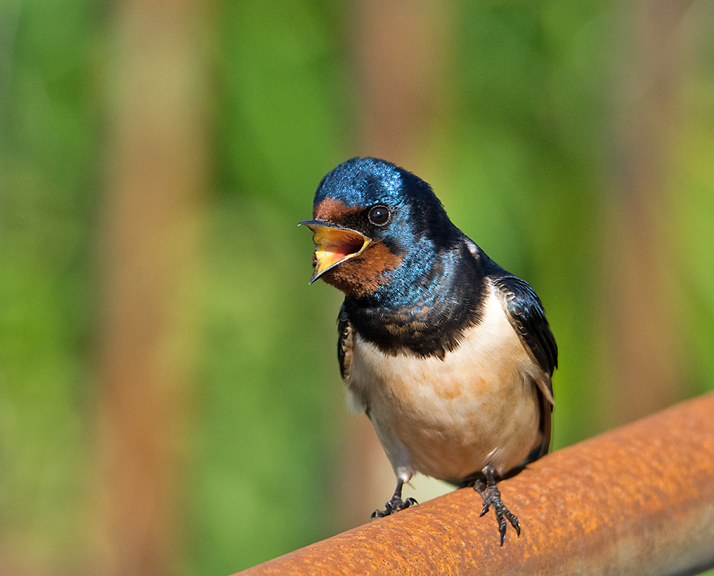 DSC_2509.jpg