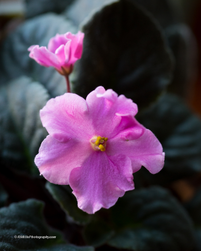 DSC_2510_5543.jpg