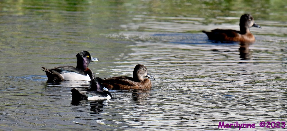 DSC_2511_001.JPG