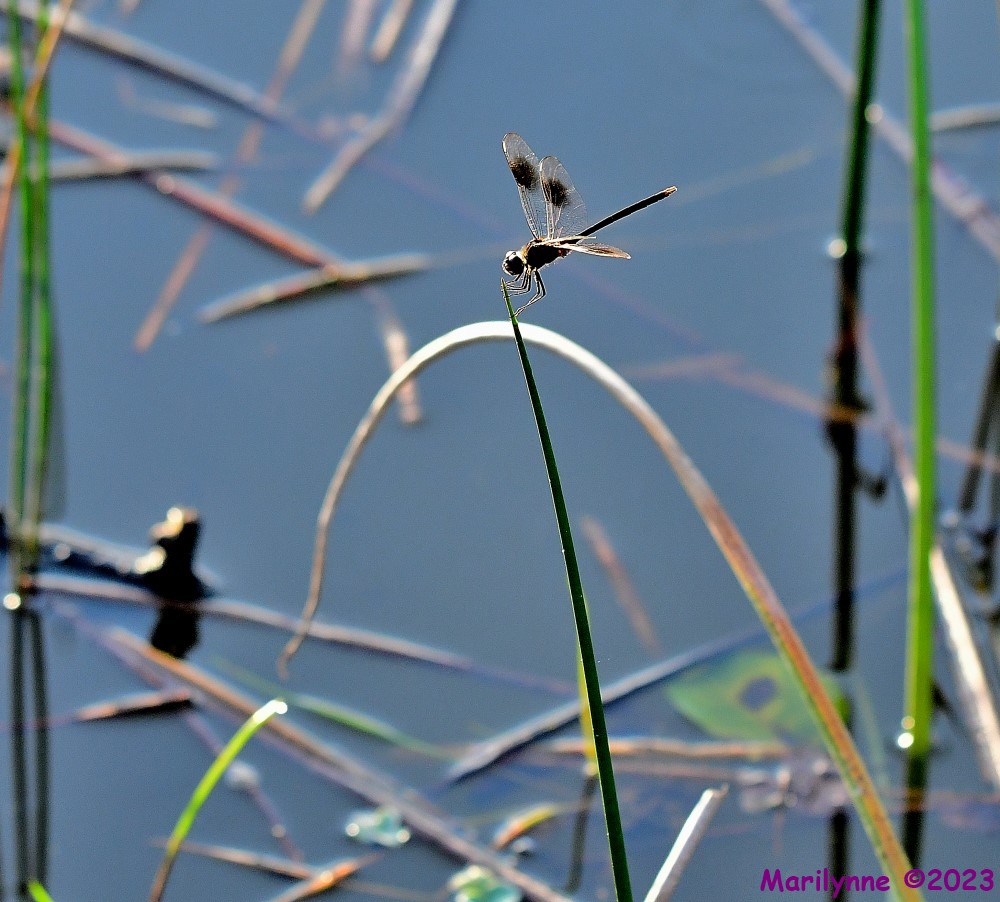 DSC_2514_001.JPG