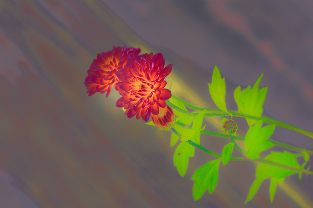 DSC_2516-Edit.jpg