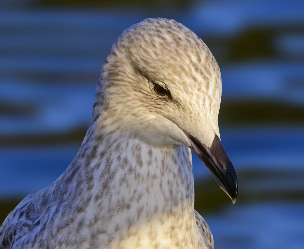 DSC_2517.jpg