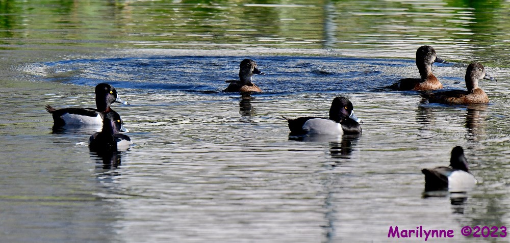 DSC_2517_001.JPG