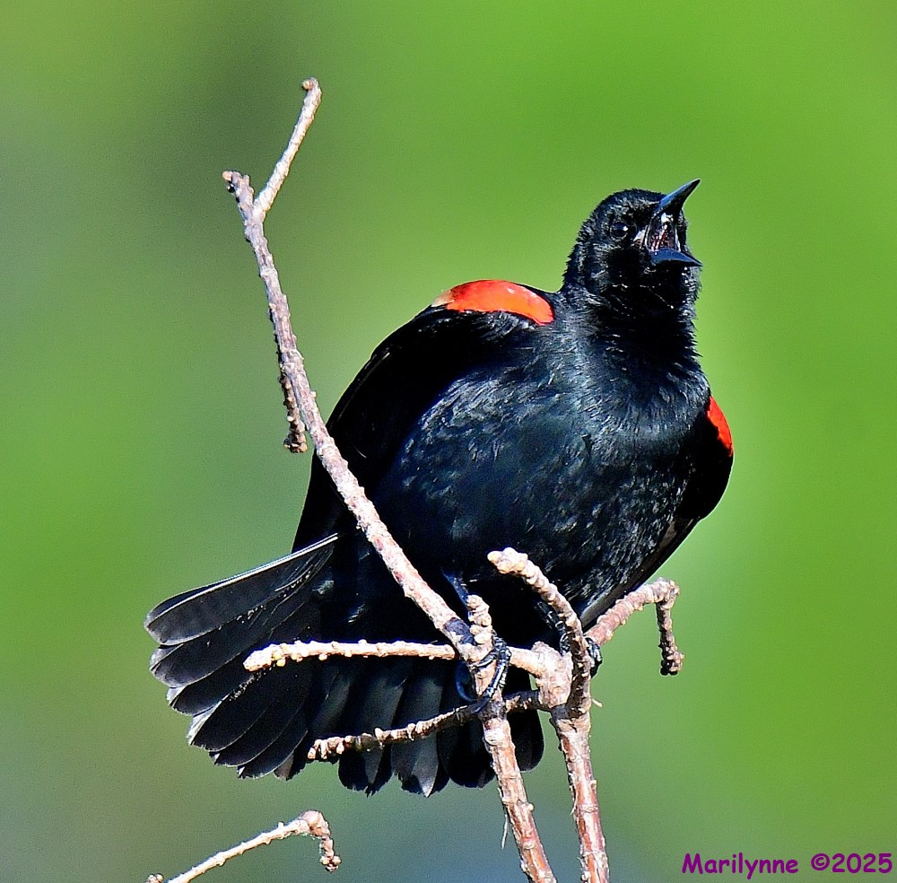 DSC_2518_001.JPG