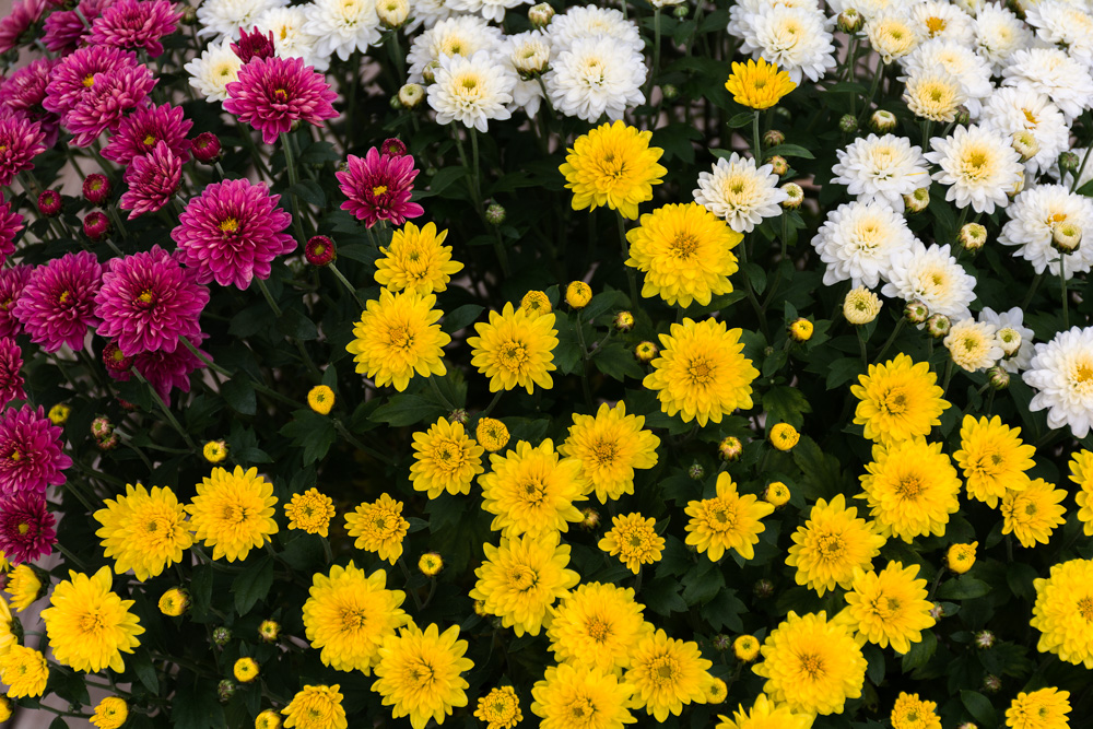 DSC_2519-Edit.jpg