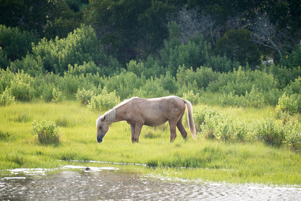 DSC_2519.jpg