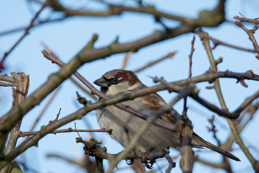 DSC_2521.jpg