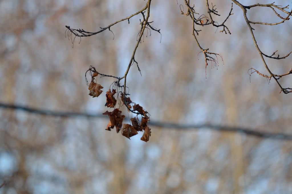 DSC_2522.jpg