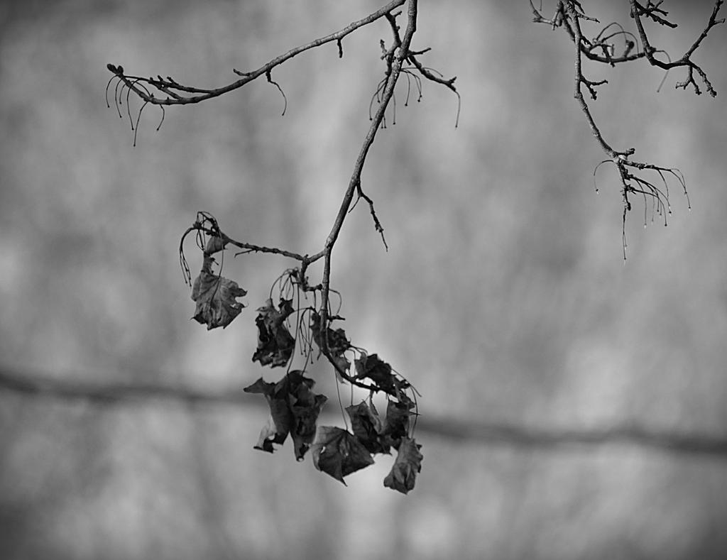 DSC_2522.jpg