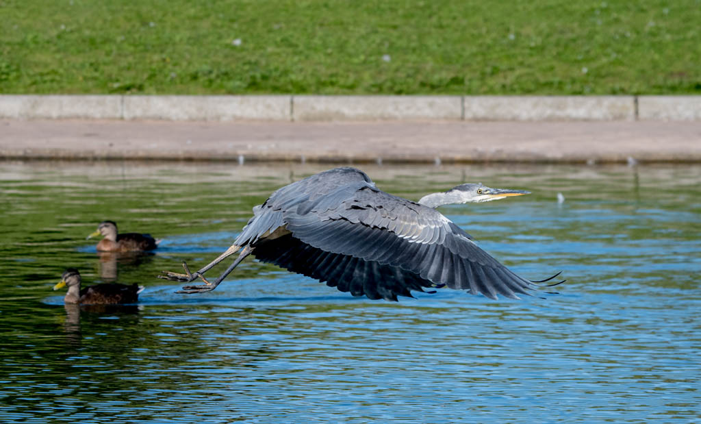 DSC_2523.jpg