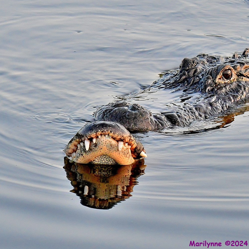 DSC_2523_001.JPG