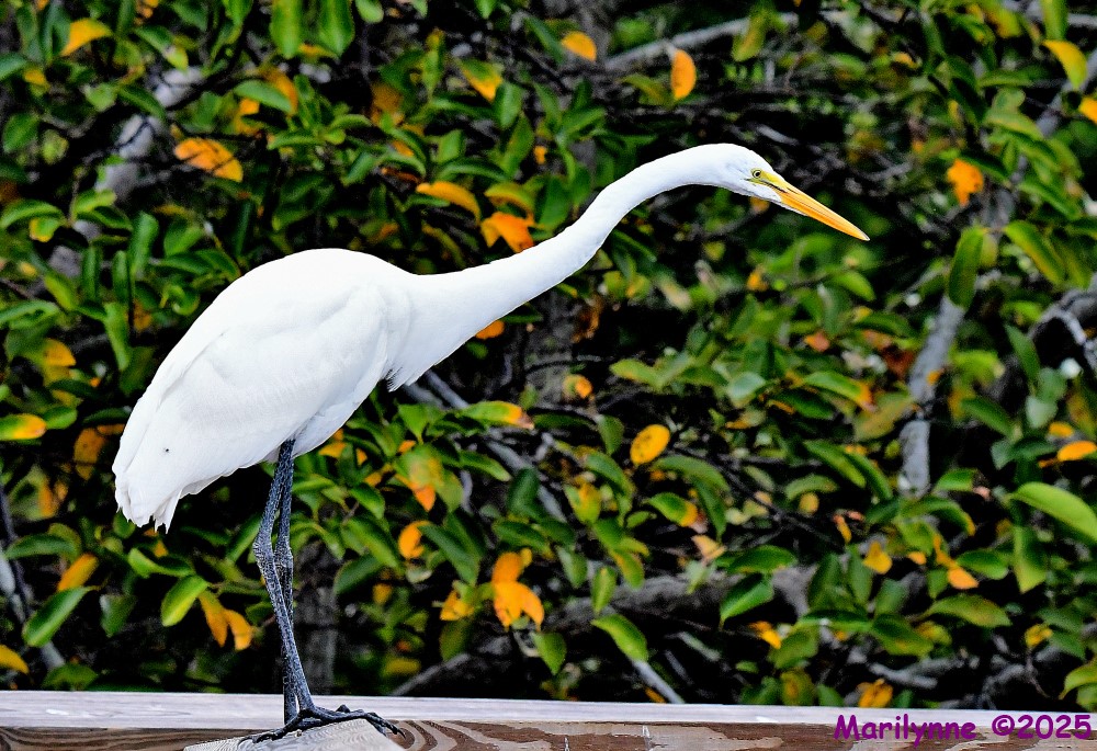 DSC_2523_001.JPG