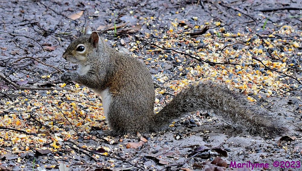 DSC_2524_001.JPG