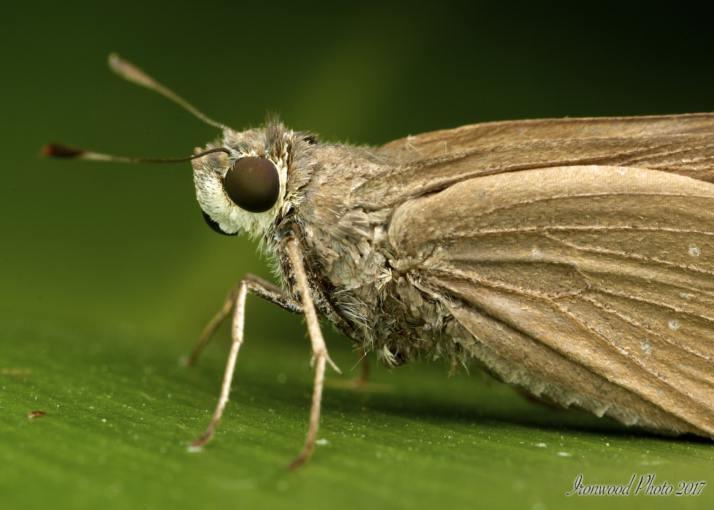 DSC_2527.jpg