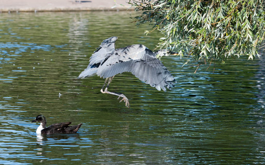 DSC_2529.jpg
