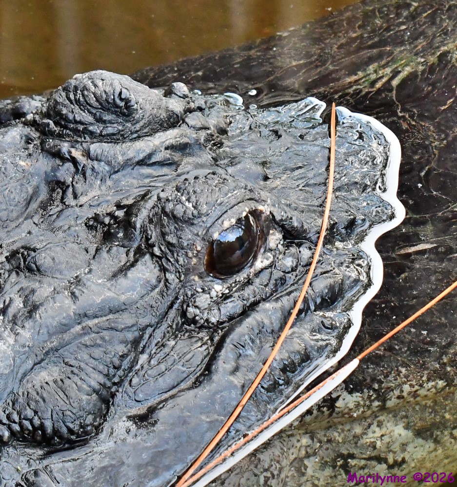 DSC_2529_001.JPG