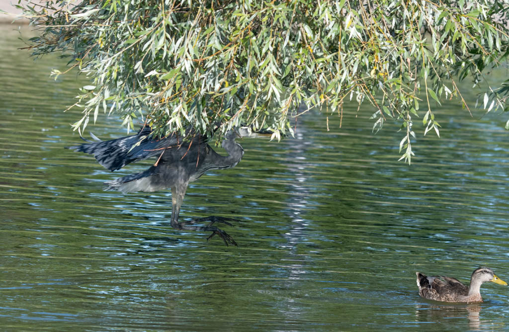 DSC_2530.jpg