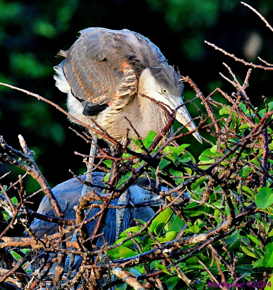 DSC_2532_001.JPG