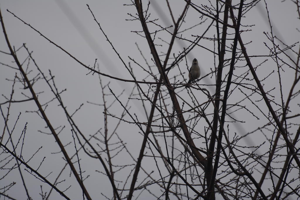 DSC_2533.jpg