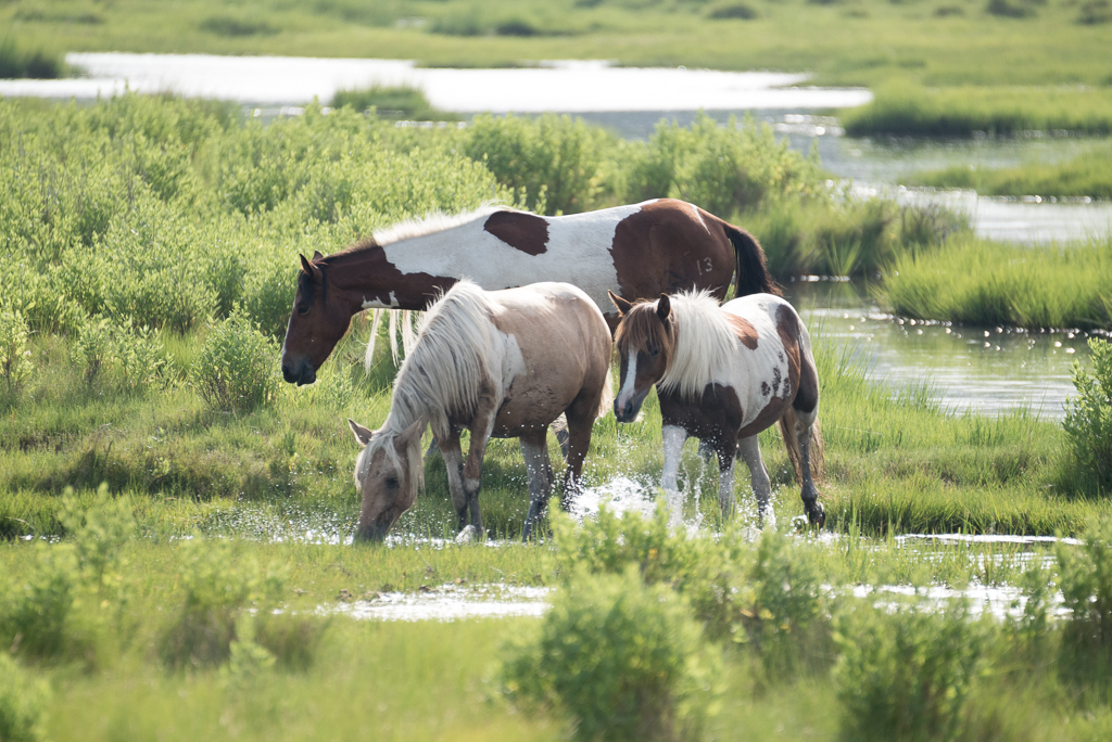 DSC_2533.jpg