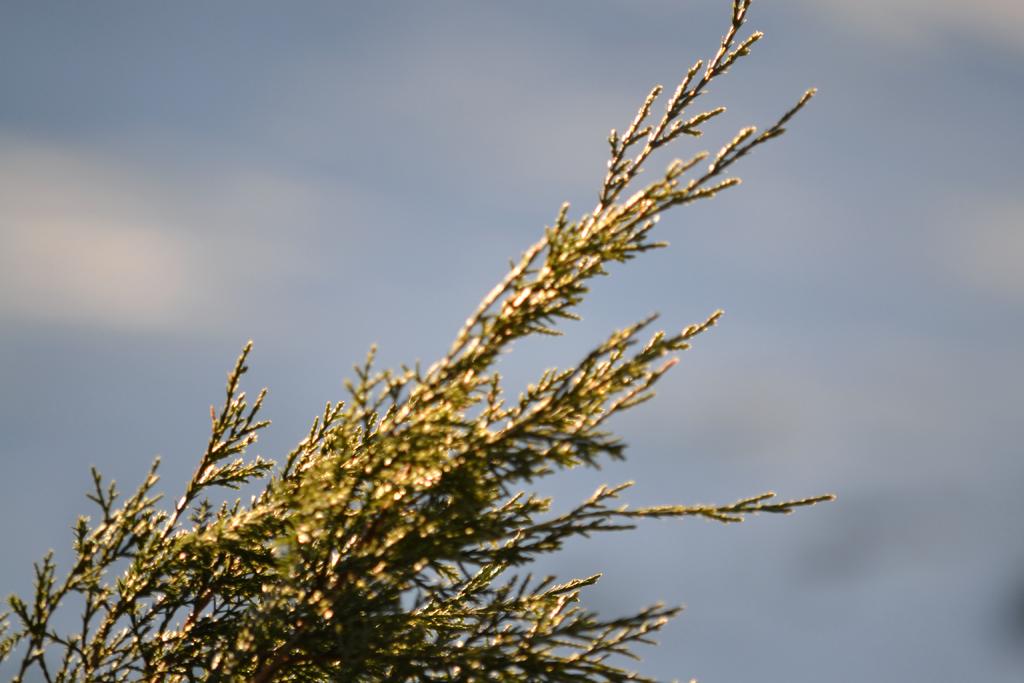 DSC_2533.jpg