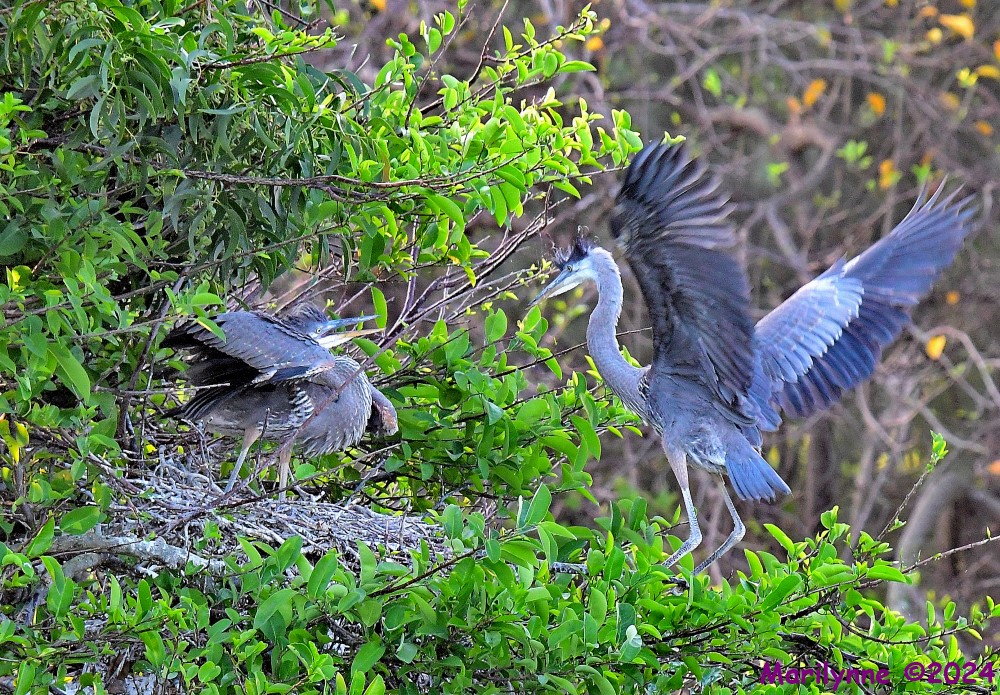 DSC_2533_001.JPG