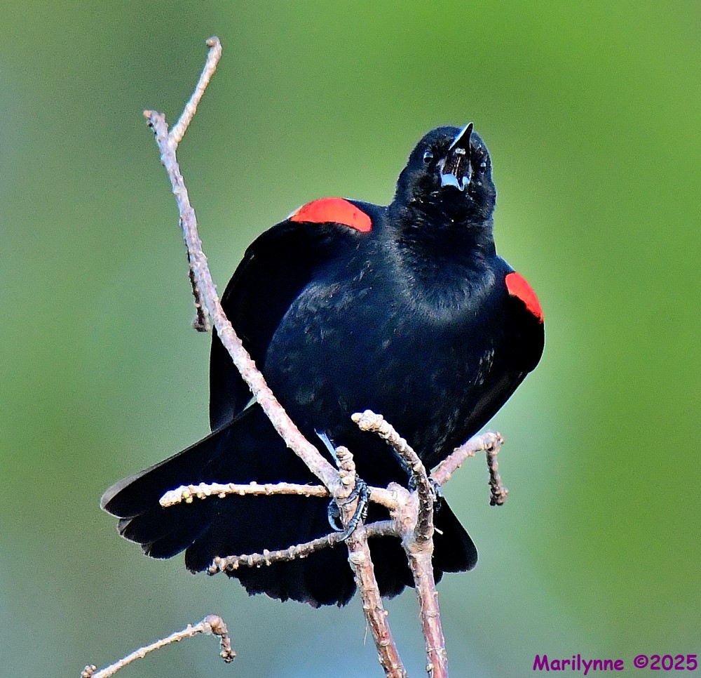 DSC_2533_001.JPG