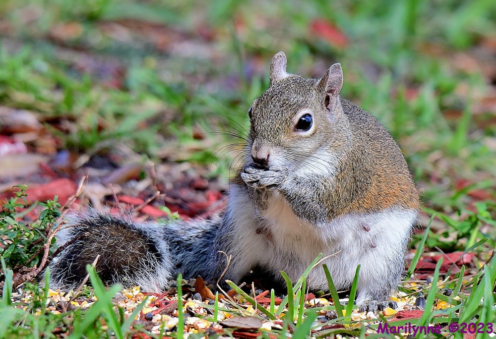 DSC_2534_001.JPG