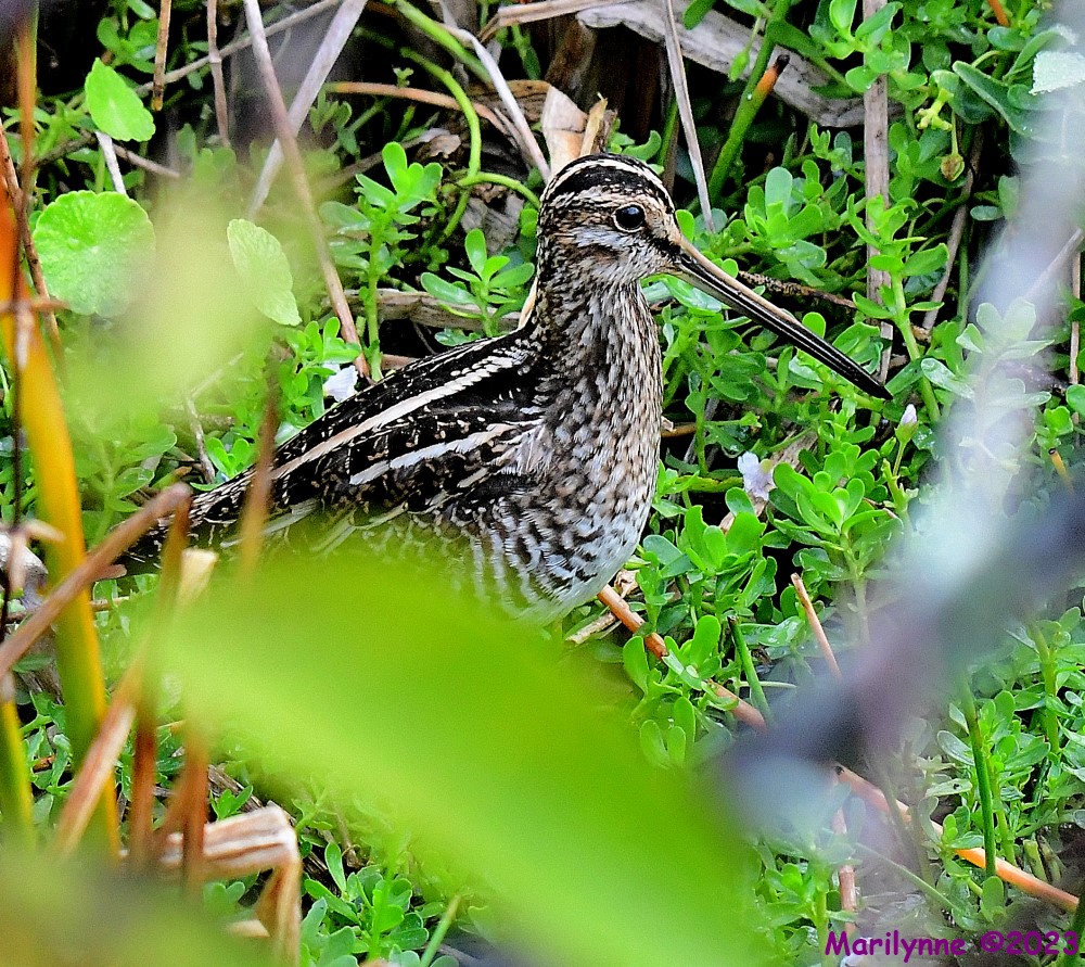 DSC_2534_001.JPG