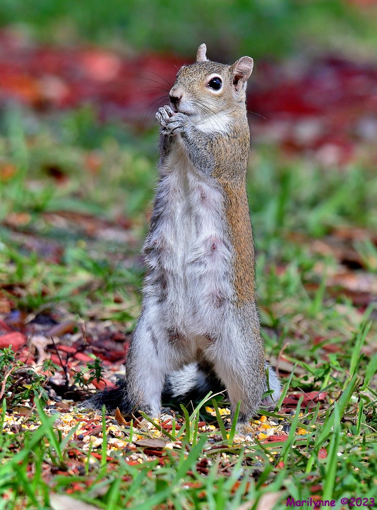 DSC_2535_stitch_001.JPG