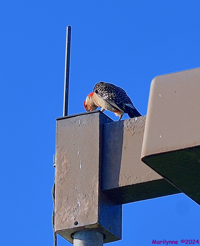 DSC_2536_001.JPG