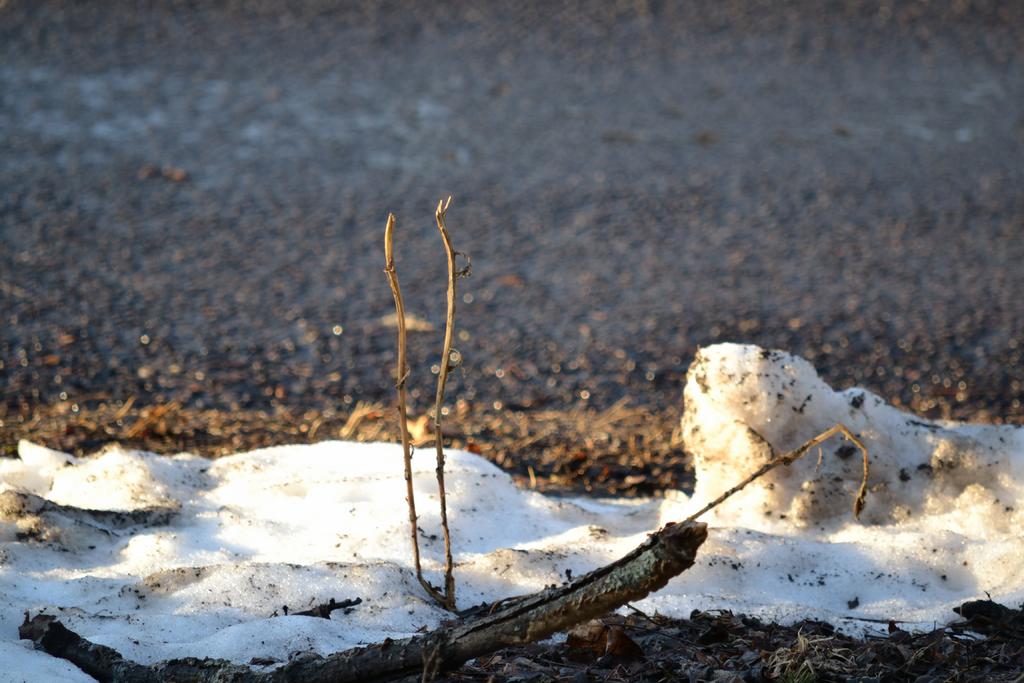 DSC_2537.jpg