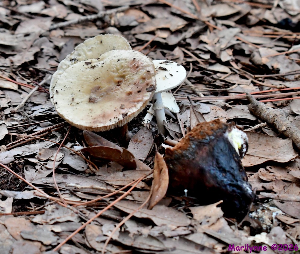DSC_2537_001.JPG