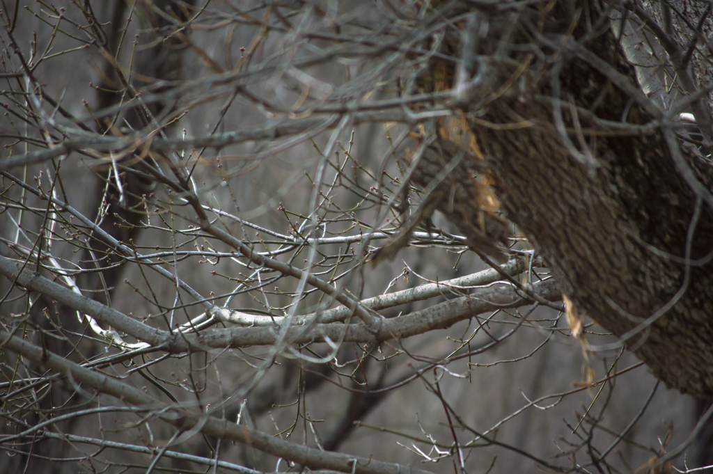 DSC_2537_150309_1024_001.jpg