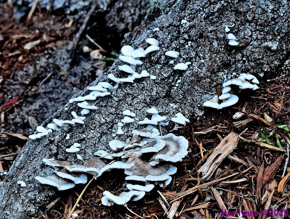 DSC_2538_001.JPG