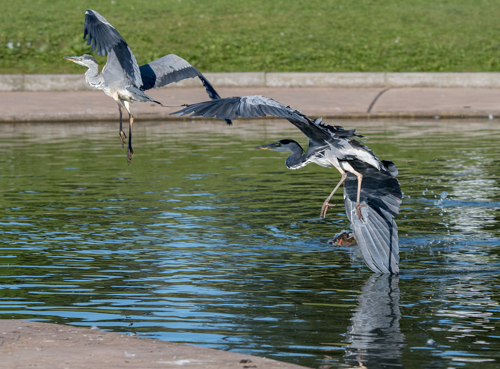 DSC_2539.jpg