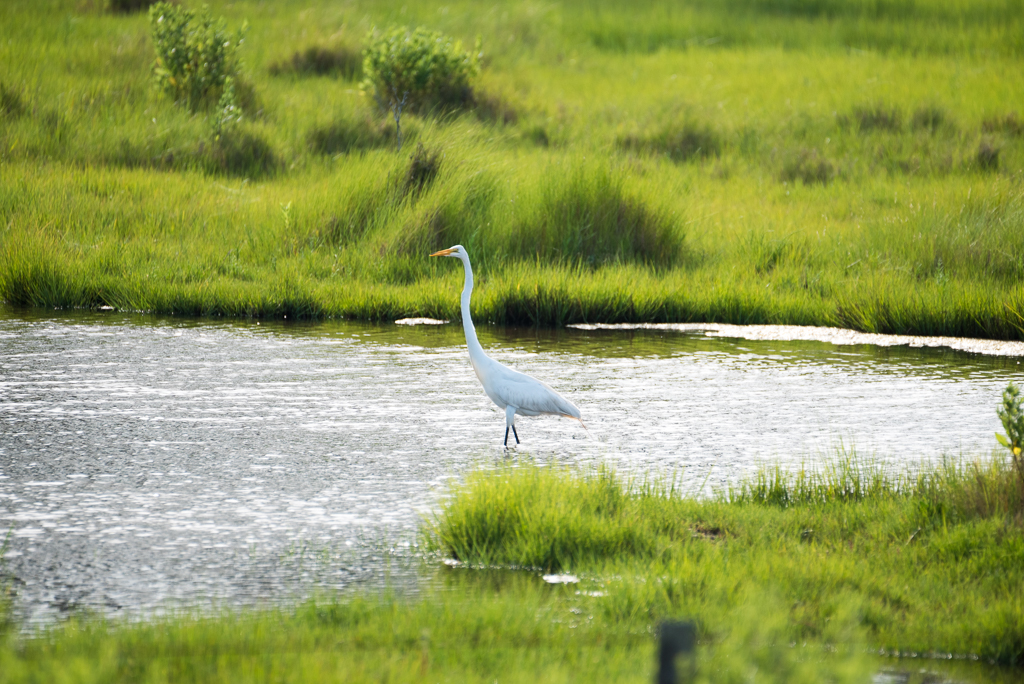 DSC_2541.jpg
