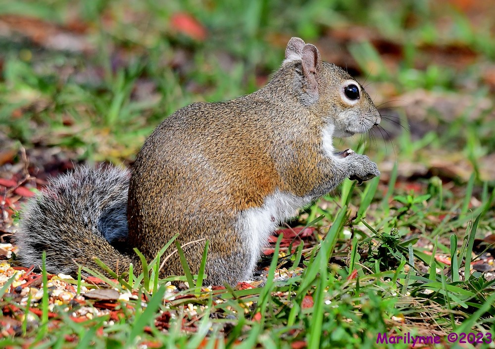 DSC_2542_001.JPG