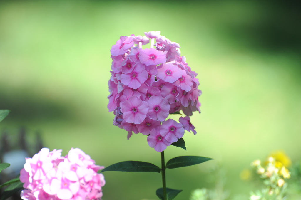 DSC_2544.jpg