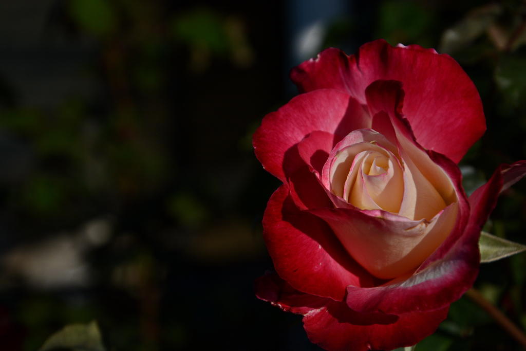DSC_2544.jpg