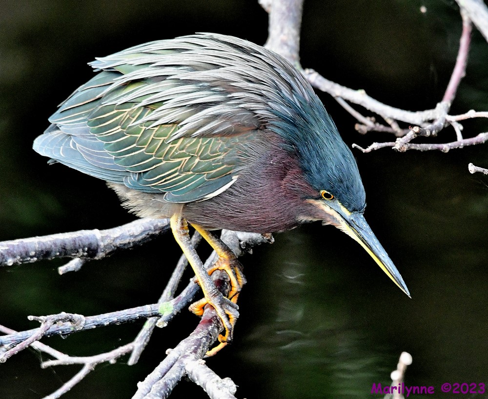 DSC_2544_001.JPG
