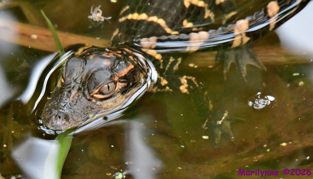 DSC_2544_001.JPG