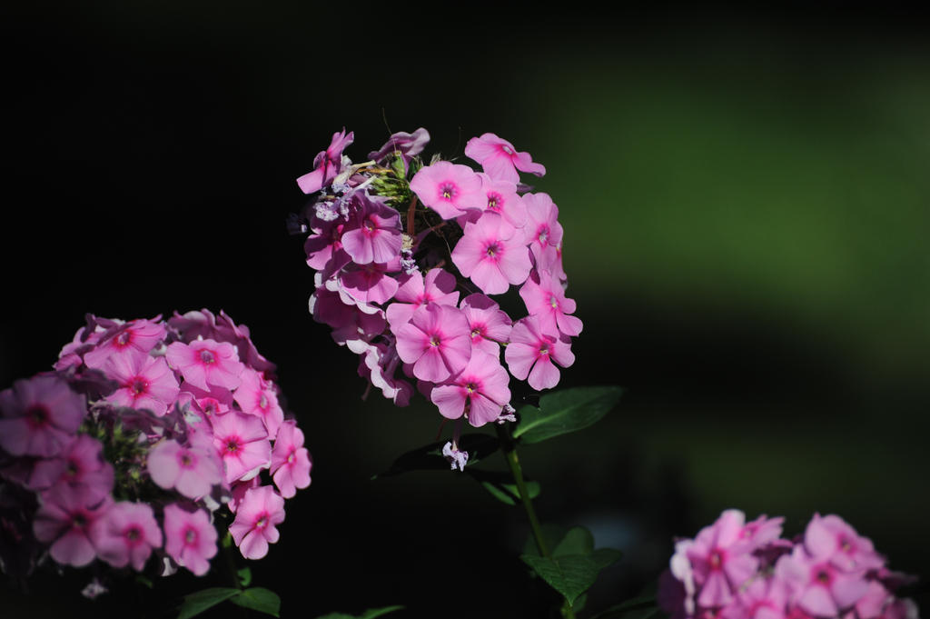 DSC_2545.jpg