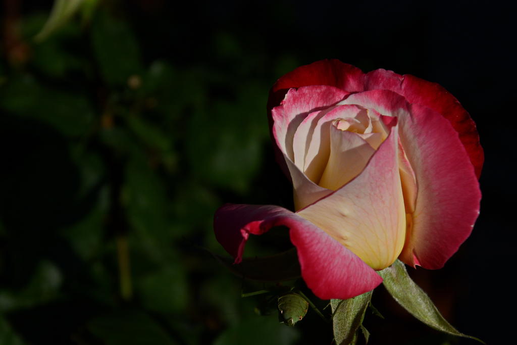 DSC_2545.jpg