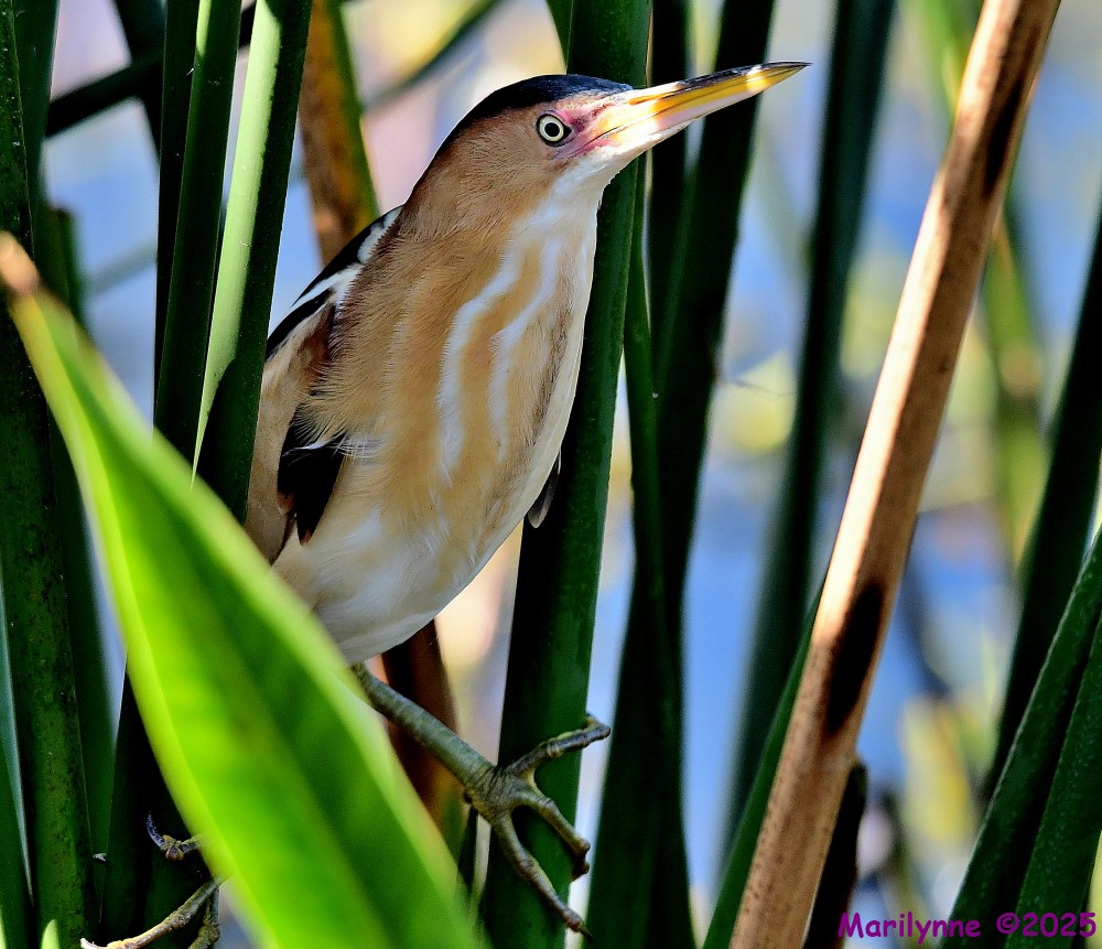 DSC_2545_001.JPG